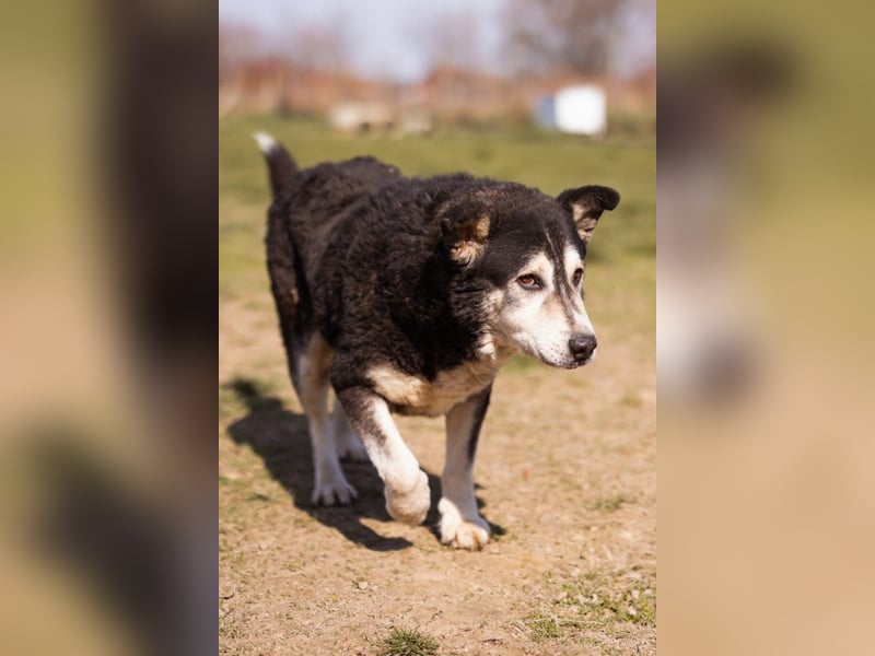 Husky-Mix Maki: ruhiger und herzlicher Senior-Rüde