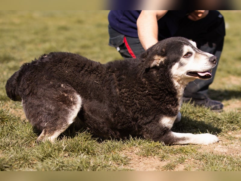Husky-Mix Maki: ruhiger und herzlicher Senior-Rüde