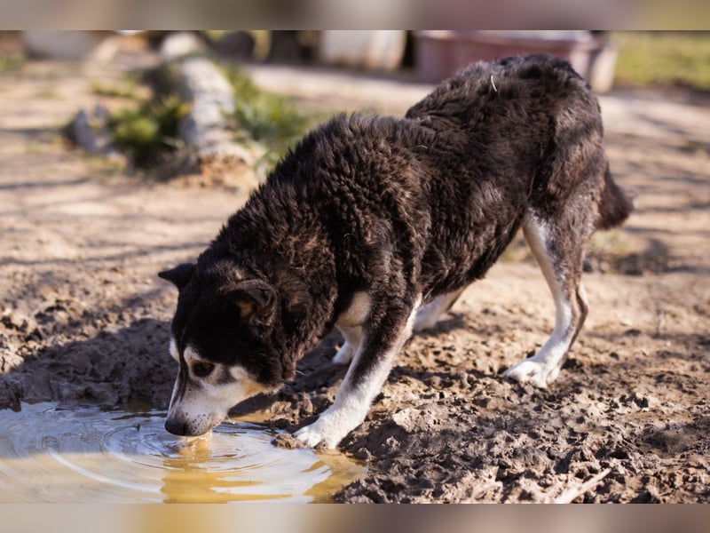 Husky-Mix Maki: ruhiger und herzlicher Senior-Rüde