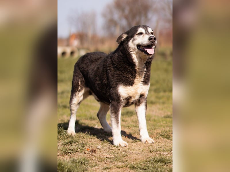 Husky-Mix Maki: ruhiger und herzlicher Senior-Rüde