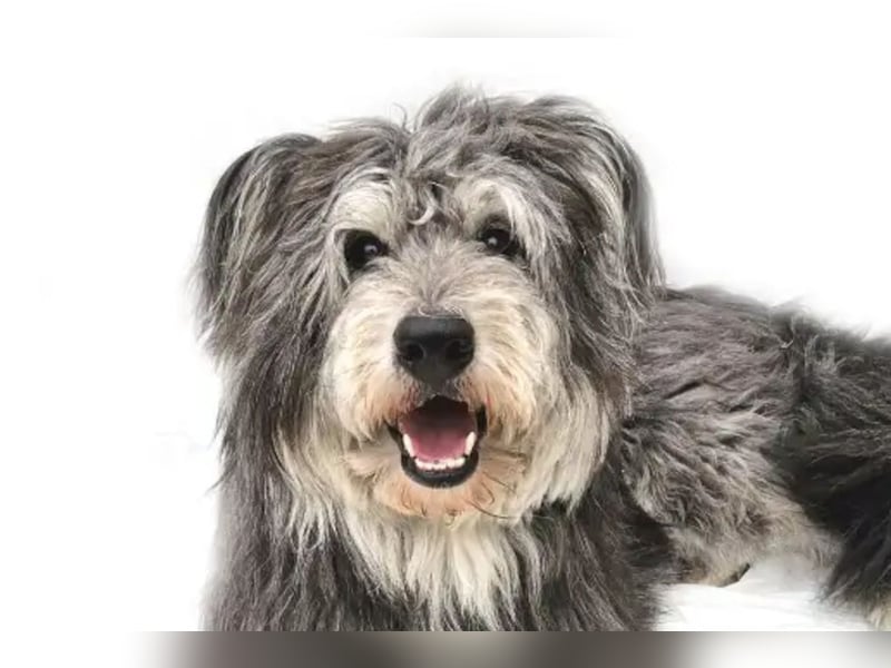 Kenji ❤️ kluger, aktiver, sozialer Rüde