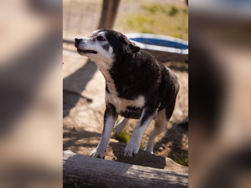 Husky-Mix Maki: ruhiger und herzlicher Senior-Rüde