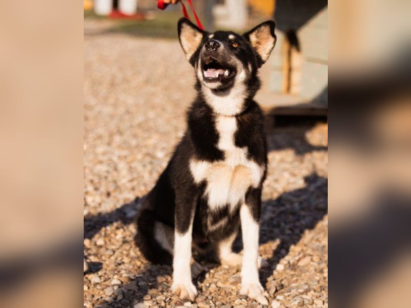 Husky-Mix ♥ Khan ♥ fit, freundlich + klug