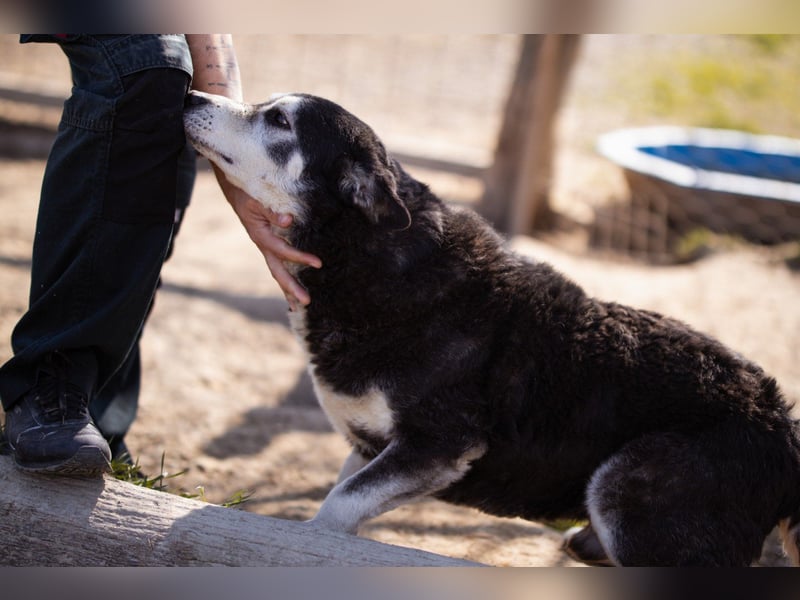 Husky-Mix Maki: ruhiger und herzlicher Senior-Rüde