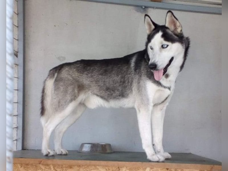 Husky MAX❤️ bezaubernder, menschenbezogener Rüde, sozial mit Artgenossen & Kindern