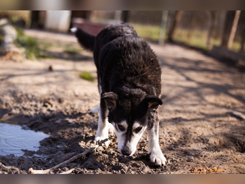 Husky-Mix Maki: ruhiger und herzlicher Senior-Rüde