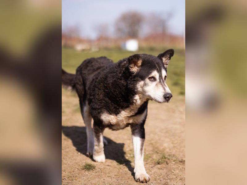 Husky-Mix ♥ Maki ♥ ruhiger und herzlicher Senior-Rüde