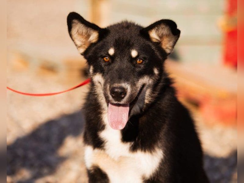 Husky-Mix ♥ Khan ♥ fit, freundlich und klug