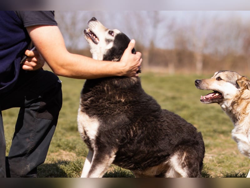 Husky-Mix ♥ Maki ♥ ruhiger und herzlicher Senior-Rüde