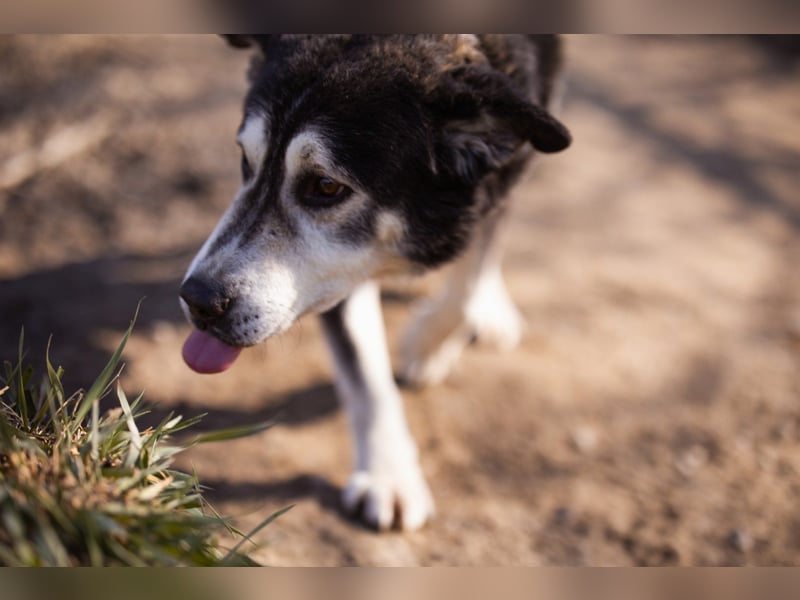 Husky-Mix ♥ Maki ♥ ruhiger und herzlicher Senior-Rüde