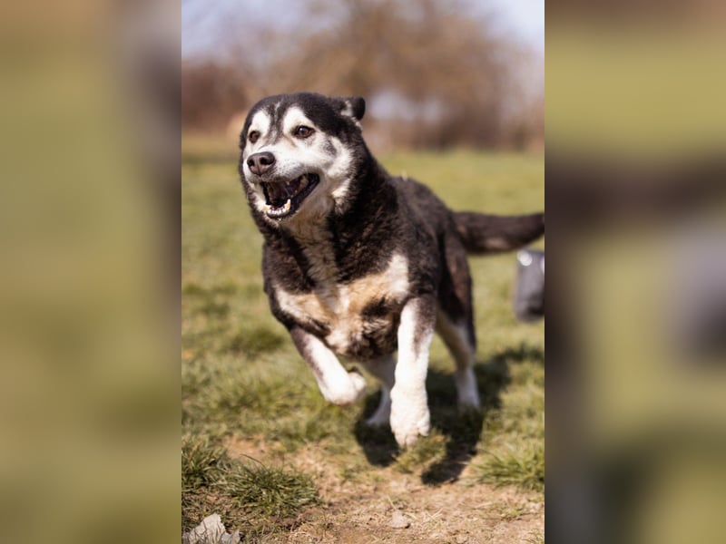 Husky-Mix Maki: ruhiger und herzlicher Senior-Rüde