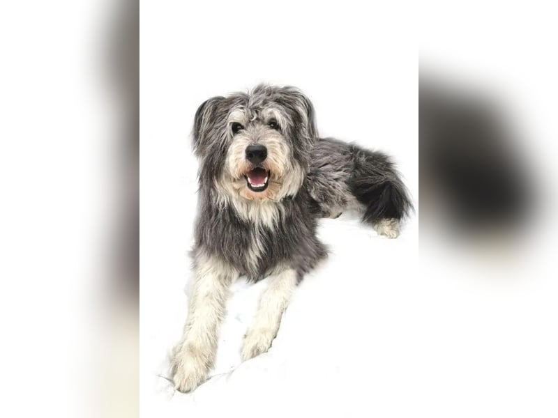 Kenji ❤️ kluger, aktiver, sozialer Rüde