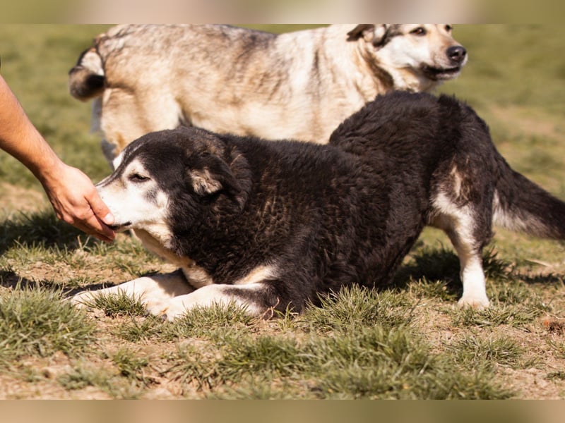 Husky-Mix Maki: ruhiger und herzlicher Senior-Rüde