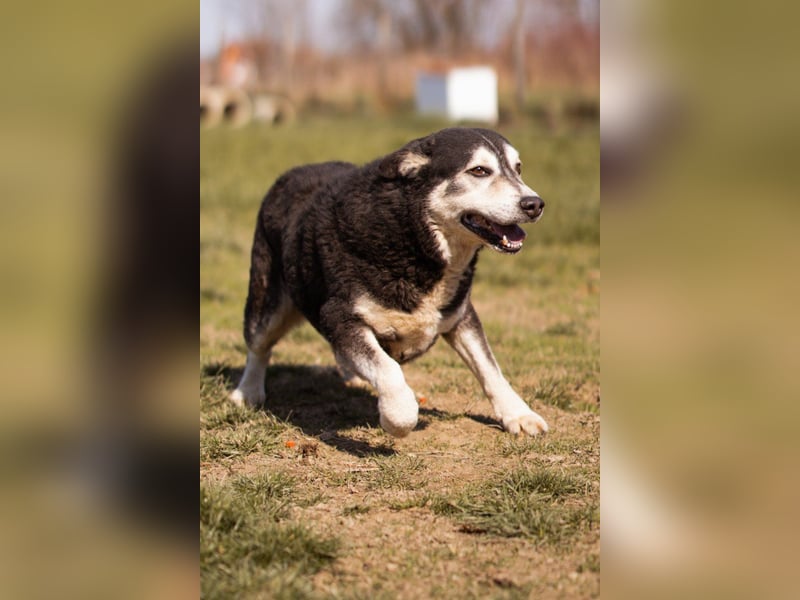 Husky-Mix Maki: ruhiger und herzlicher Senior-Rüde