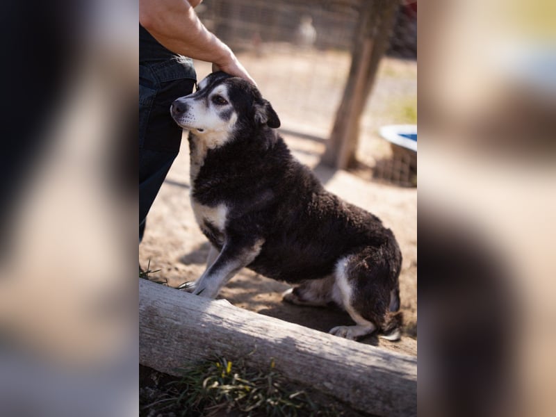 Husky-Mix Maki: ruhiger und herzlicher Senior-Rüde