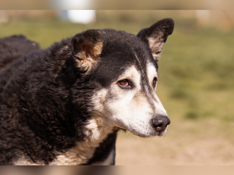 Husky-Mix Maki: ruhiger und herzlicher Senior-Rüde