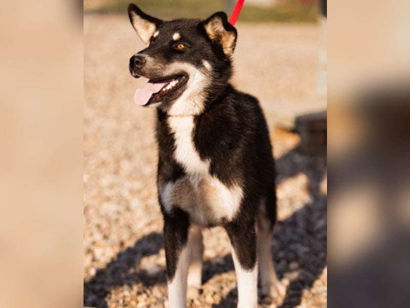 Husky-Mix ♥ Khan ♥ fit, freundlich + klug