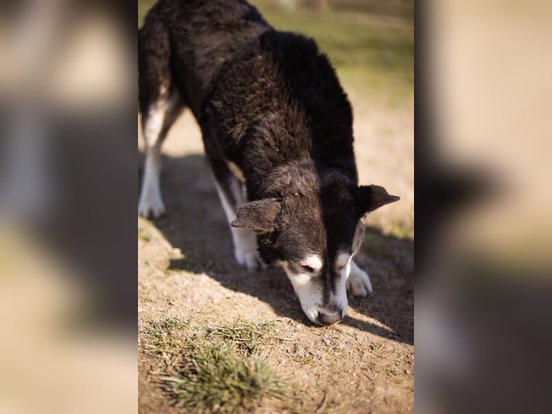 Husky-Mix Maki: ruhiger und herzlicher Senior-Rüde