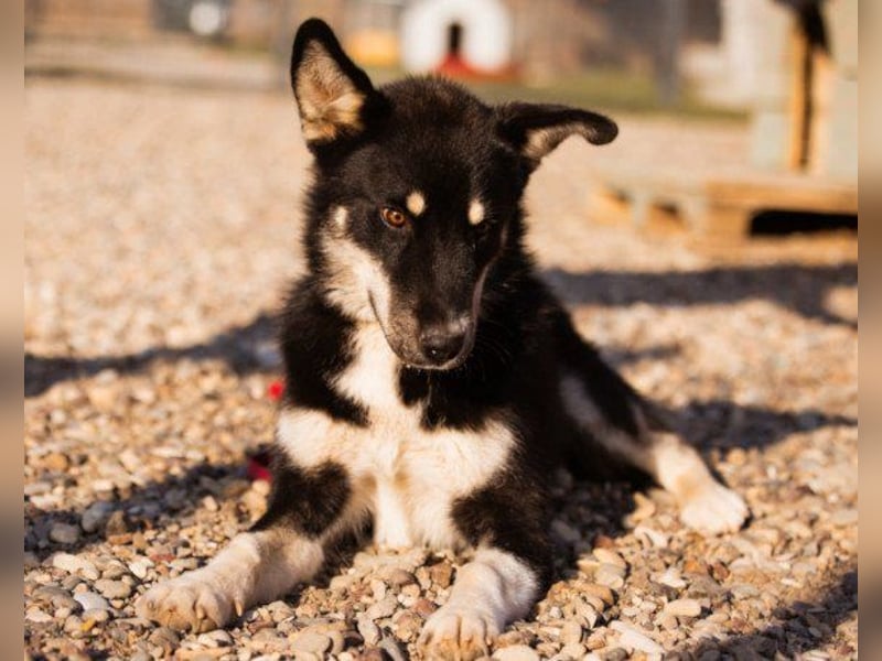 Husky-Mix ♥ Khan ♥ fit, freundlich + klug