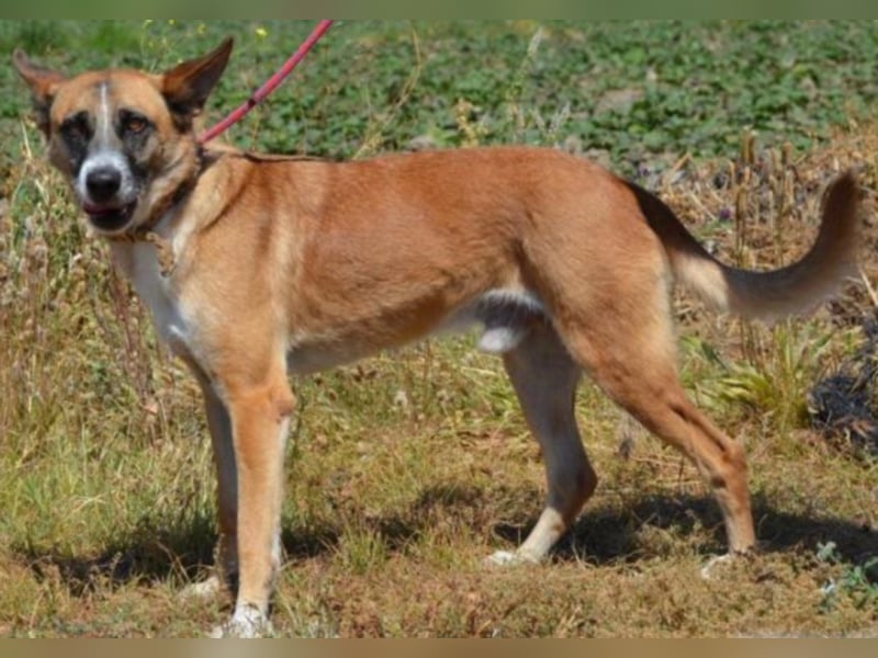 Hercules,toller Familienhund 