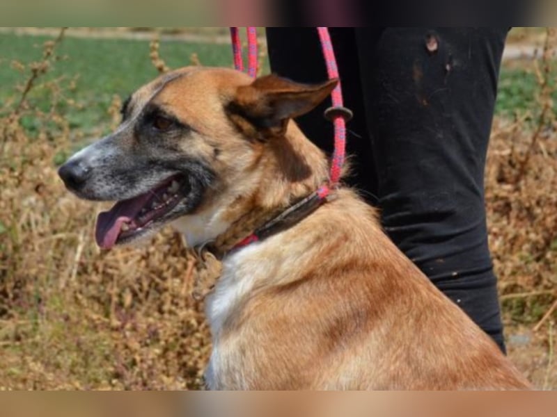 Hercules,toller Familienhund 