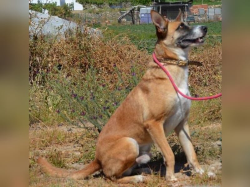 Hercules,toller Familienhund 