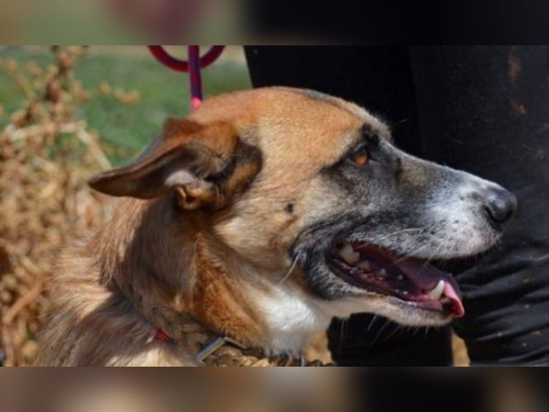Hercules,toller Familienhund 