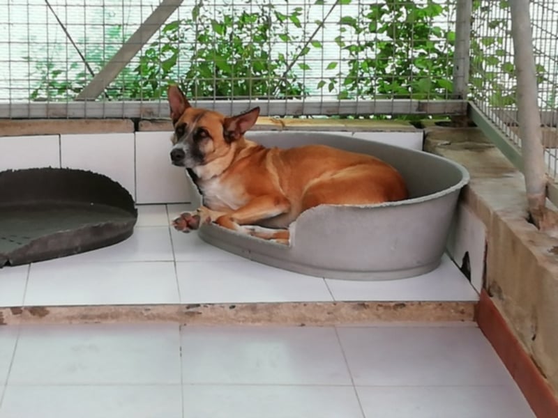 Hercules,toller Familienhund 