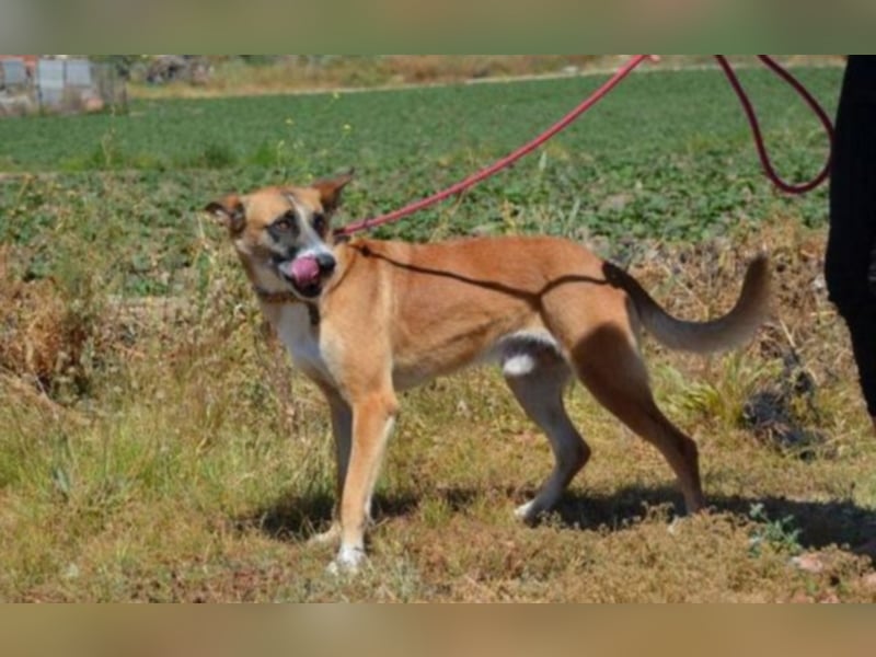 Hercules,toller Familienhund 
