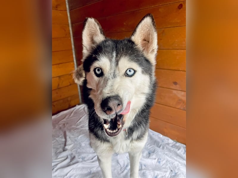 Starlight, Hündin Husky(-Mix) - sie ist sehr liebenswert