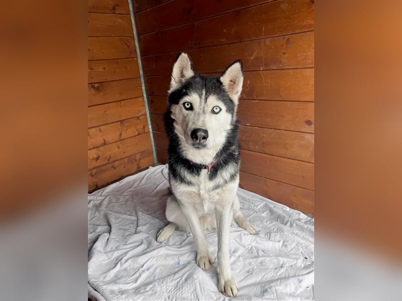 Starlight, Hündin Husky(-Mix) - sie ist sehr liebenswert