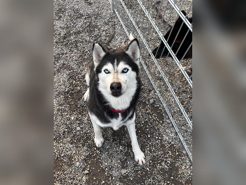 Starlight, Hündin Husky(-Mix) - sie ist sehr liebenswert