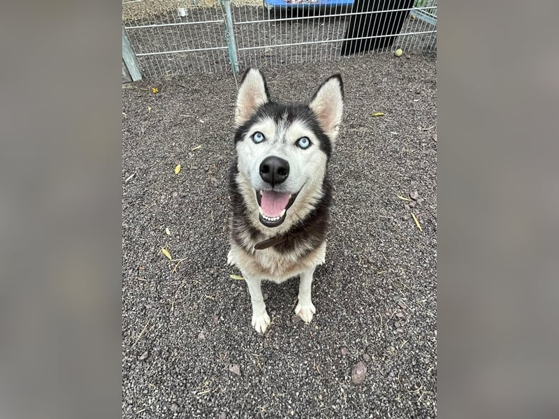 Starlight, Hündin Husky(-Mix) - sie ist sehr liebenswert