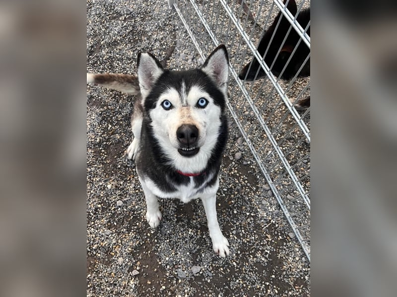 Starlight, Hündin Husky(-Mix) - sie ist sehr liebenswert
