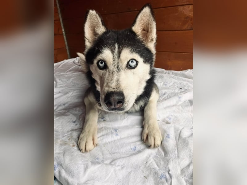 Starlight, Hündin Husky(-Mix) - sie ist sehr liebenswert