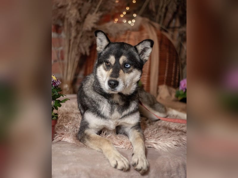 GOLDY Sanfte und wunderschöne Husky Hündin (Ukraine)