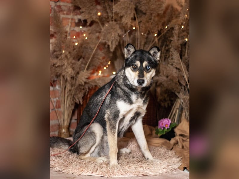 GOLDY Sanfte und wunderschöne Husky Hündin (Ukraine)