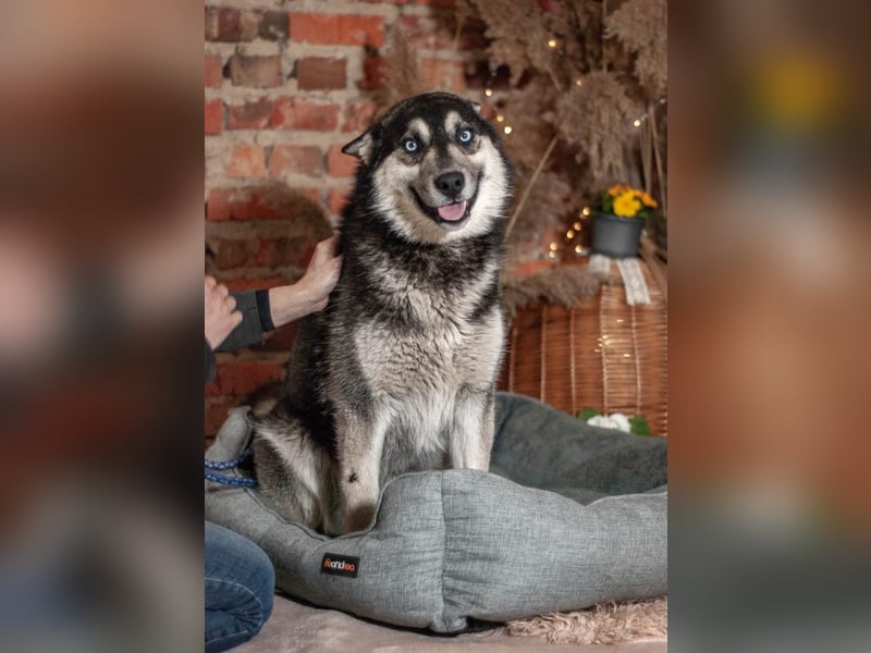 SKY Junghund mit Turbo (Ukraine)