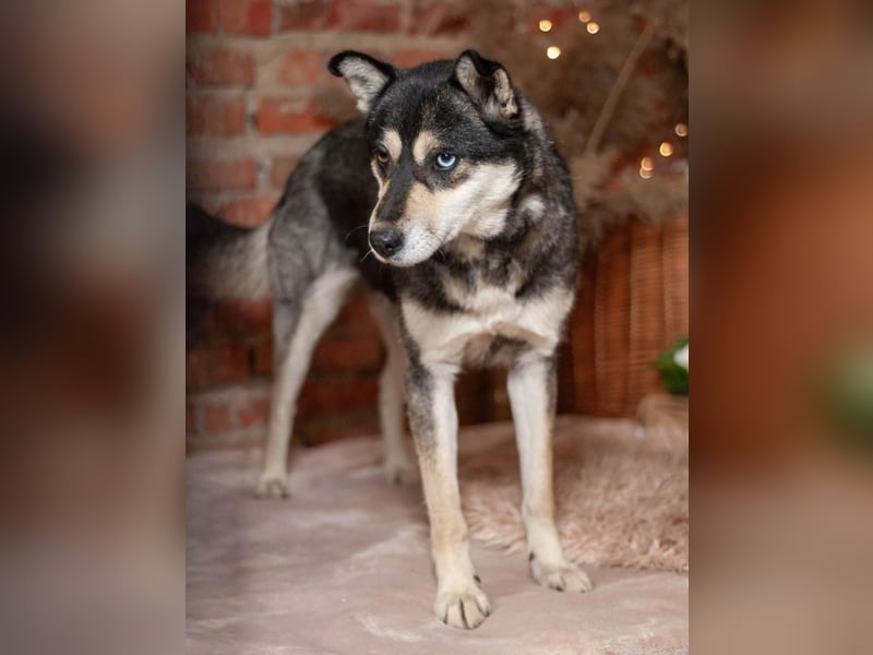 GOLDY Sanfte und wunderschöne Husky Hündin (Ukraine)