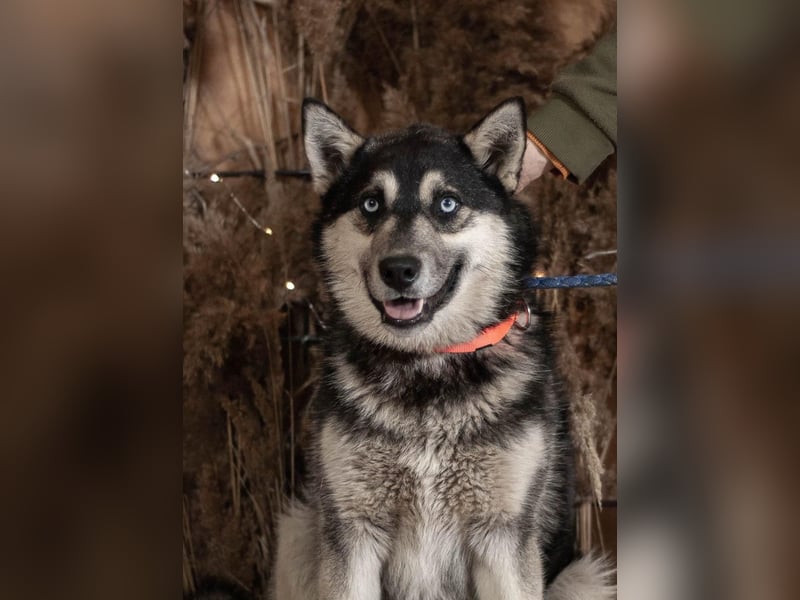 SKY Junghund mit Turbo (Ukraine)