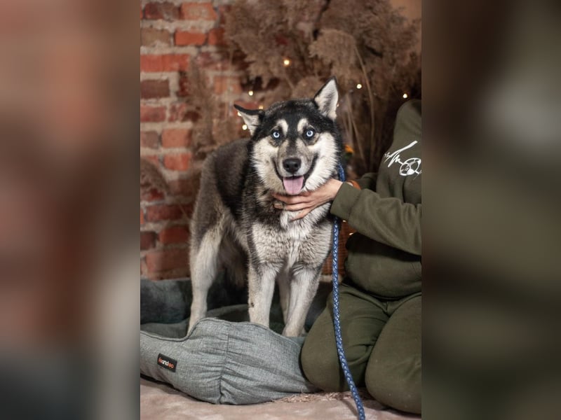 SKY Junghund mit Turbo (Ukraine)