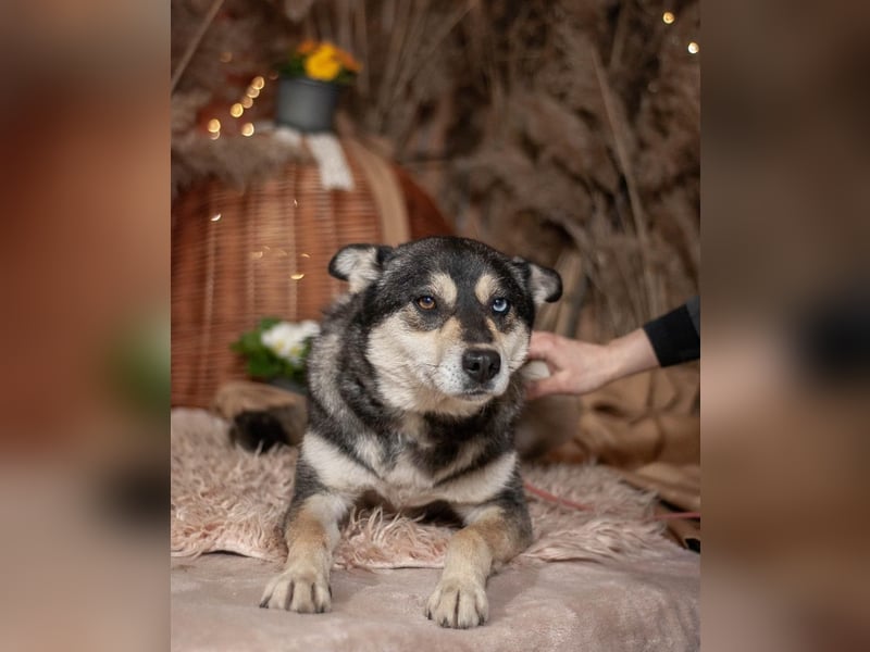 GOLDY Sanfte und wunderschöne Husky Hündin (Ukraine)