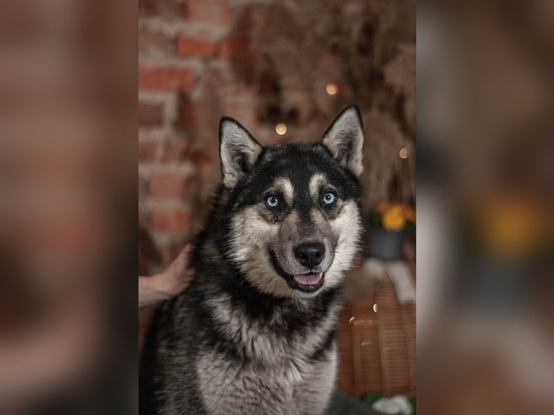 SKY Junghund mit Turbo (Ukraine)