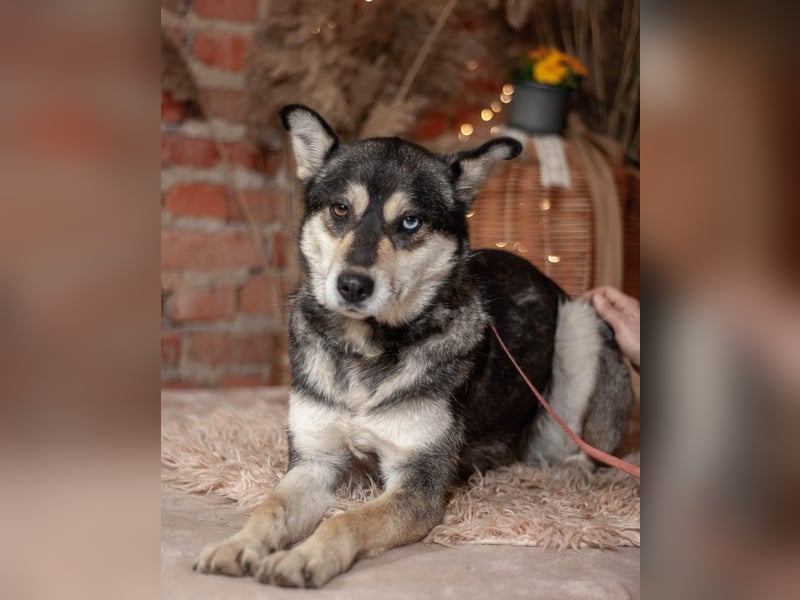 GOLDY Sanfte und wunderschöne Husky Hündin (Ukraine)