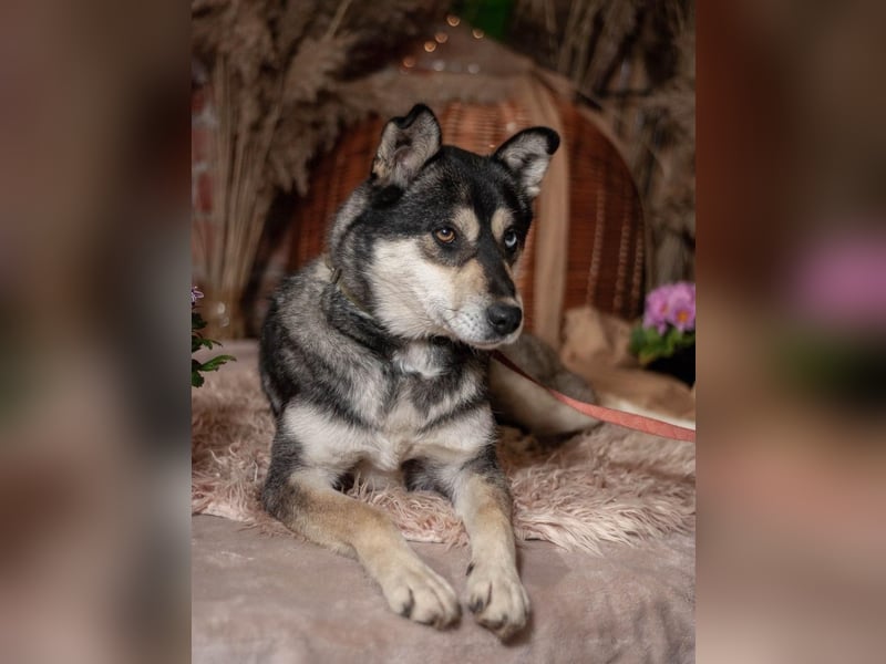 GOLDY Sanfte und wunderschöne Husky Hündin (Ukraine)