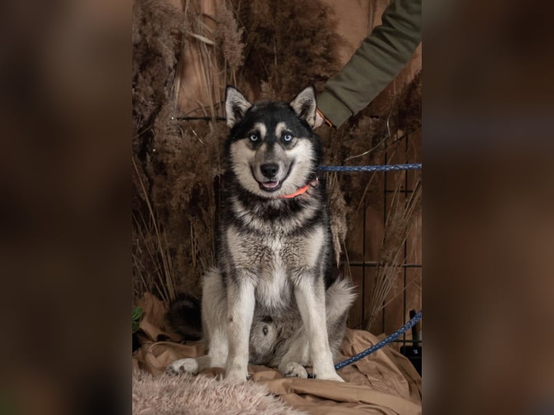 SKY Junghund mit Turbo (Ukraine)