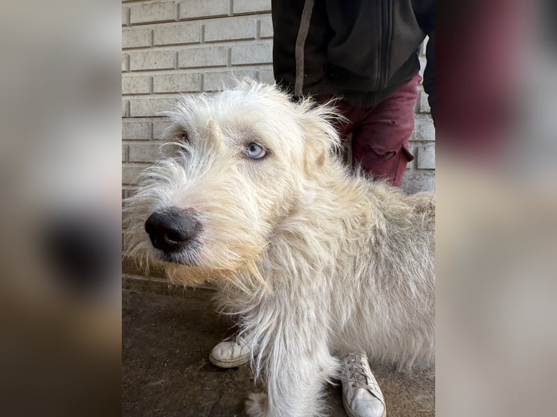 Harmat sucht ein Herz, das ihn liebt