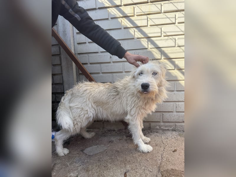 Harmat, sensibler Kerl sucht dich