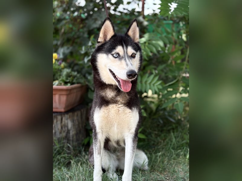 Meira der Husky-Hit