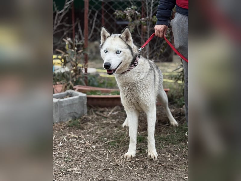 Achtung, verlieben erlaubt: Zelinde!